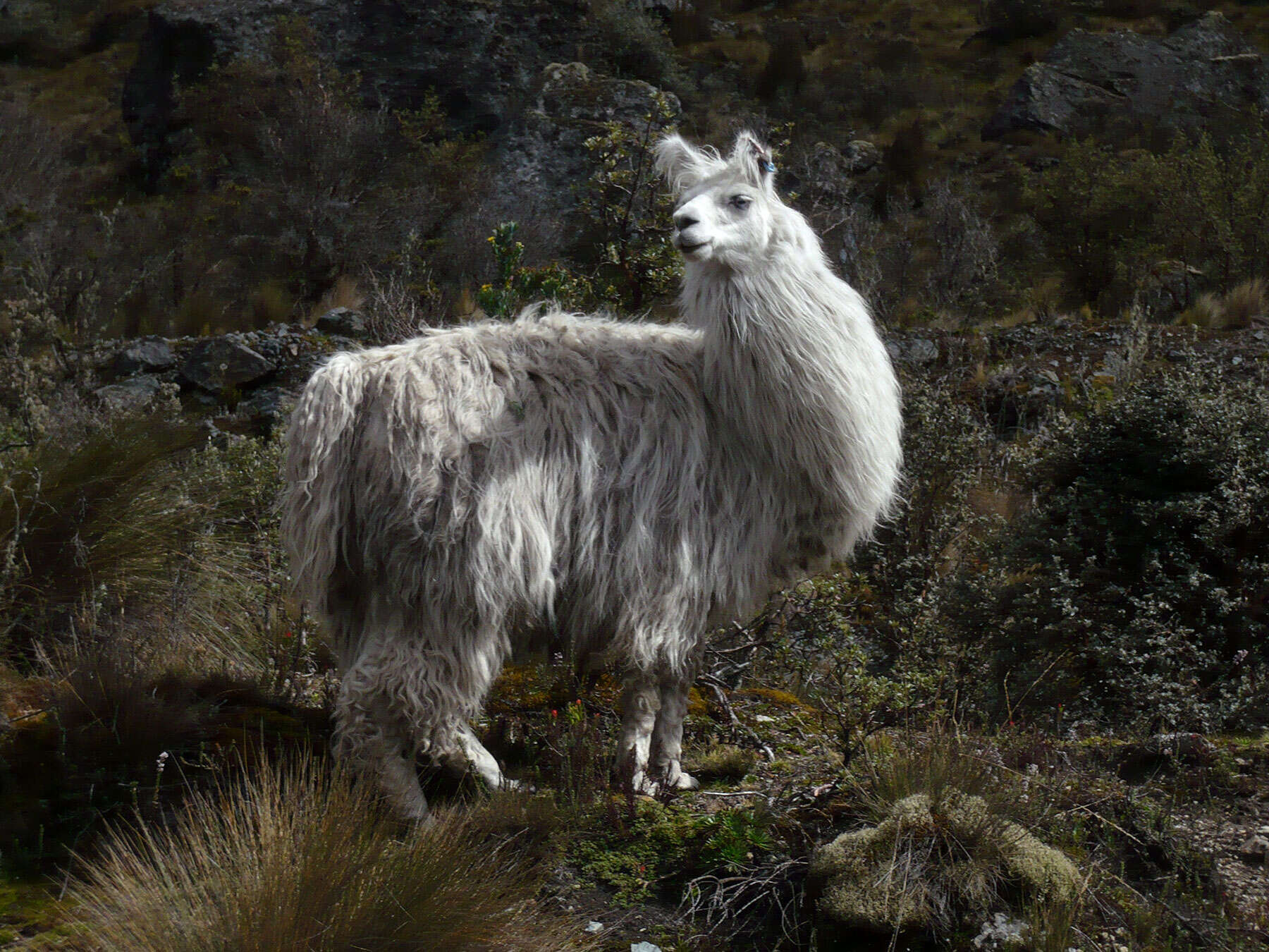 Image of Alpaca