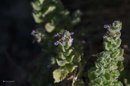 Imagem de Teucrium scordium subsp. scordioides (Schreb.) Arcang.