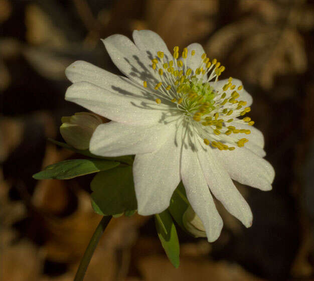 Image of Rue-Anemone