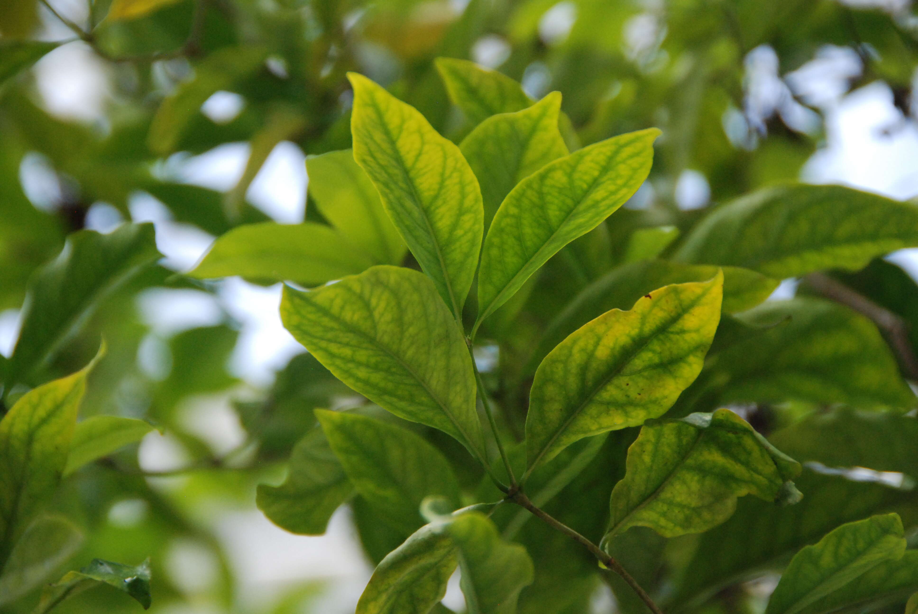 Image of Wright's Gardenia