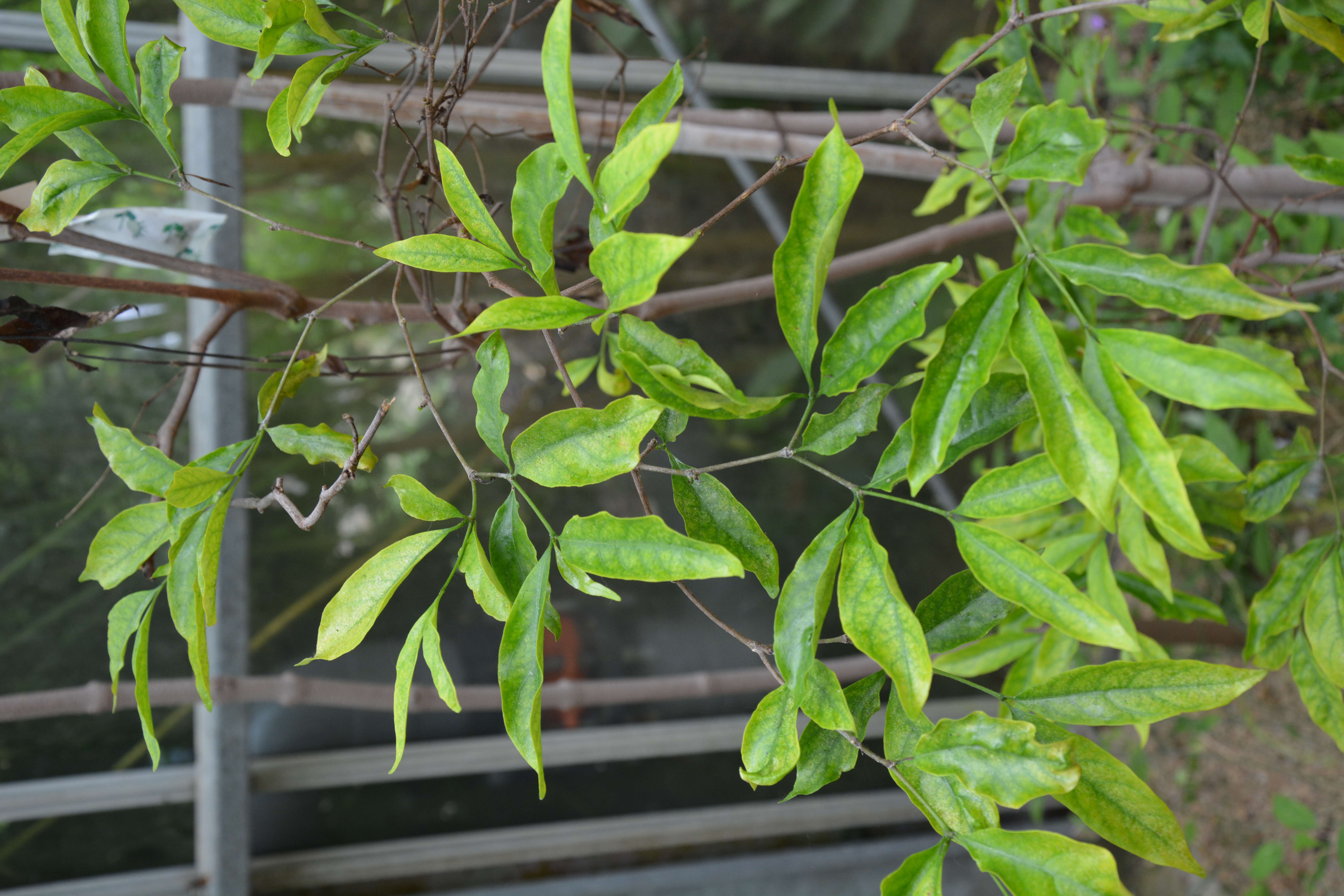 Image of Wright's Gardenia