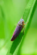 Image of Graphocephala edwardsii (Signoret 1855)