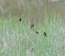 Image of Tricolored Blackbird