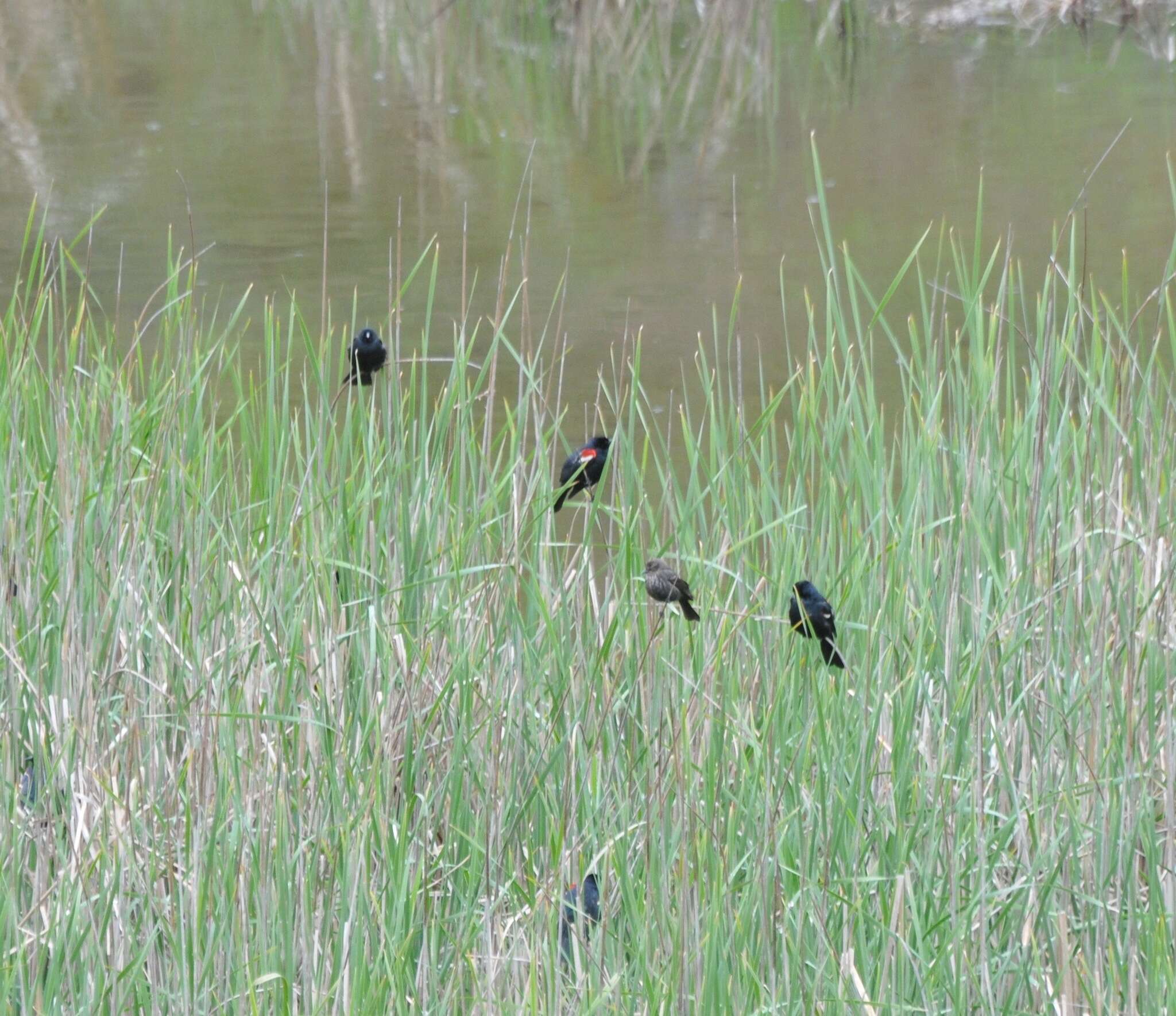 Image of Tricolored Blackbird