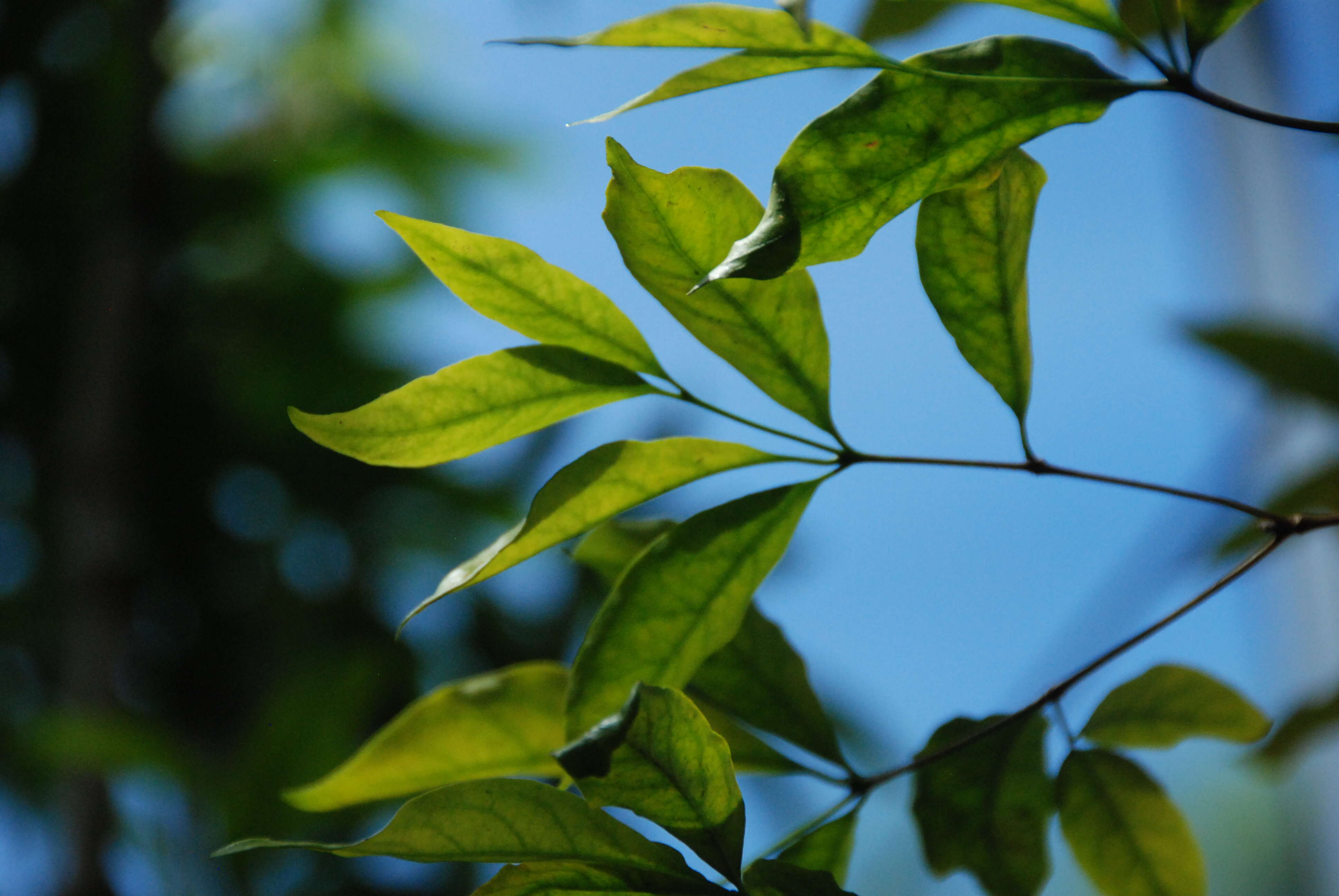 Image of Wright's Gardenia