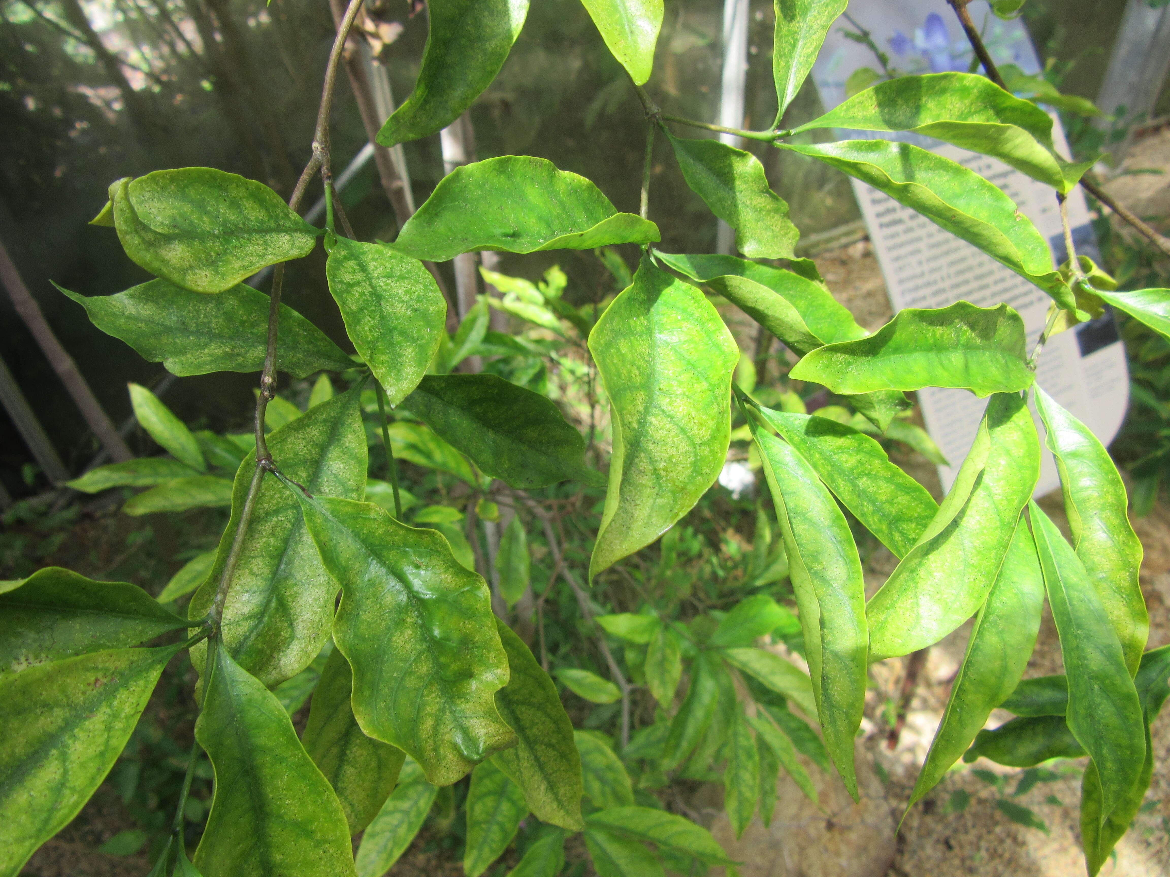 Image of Wright's Gardenia