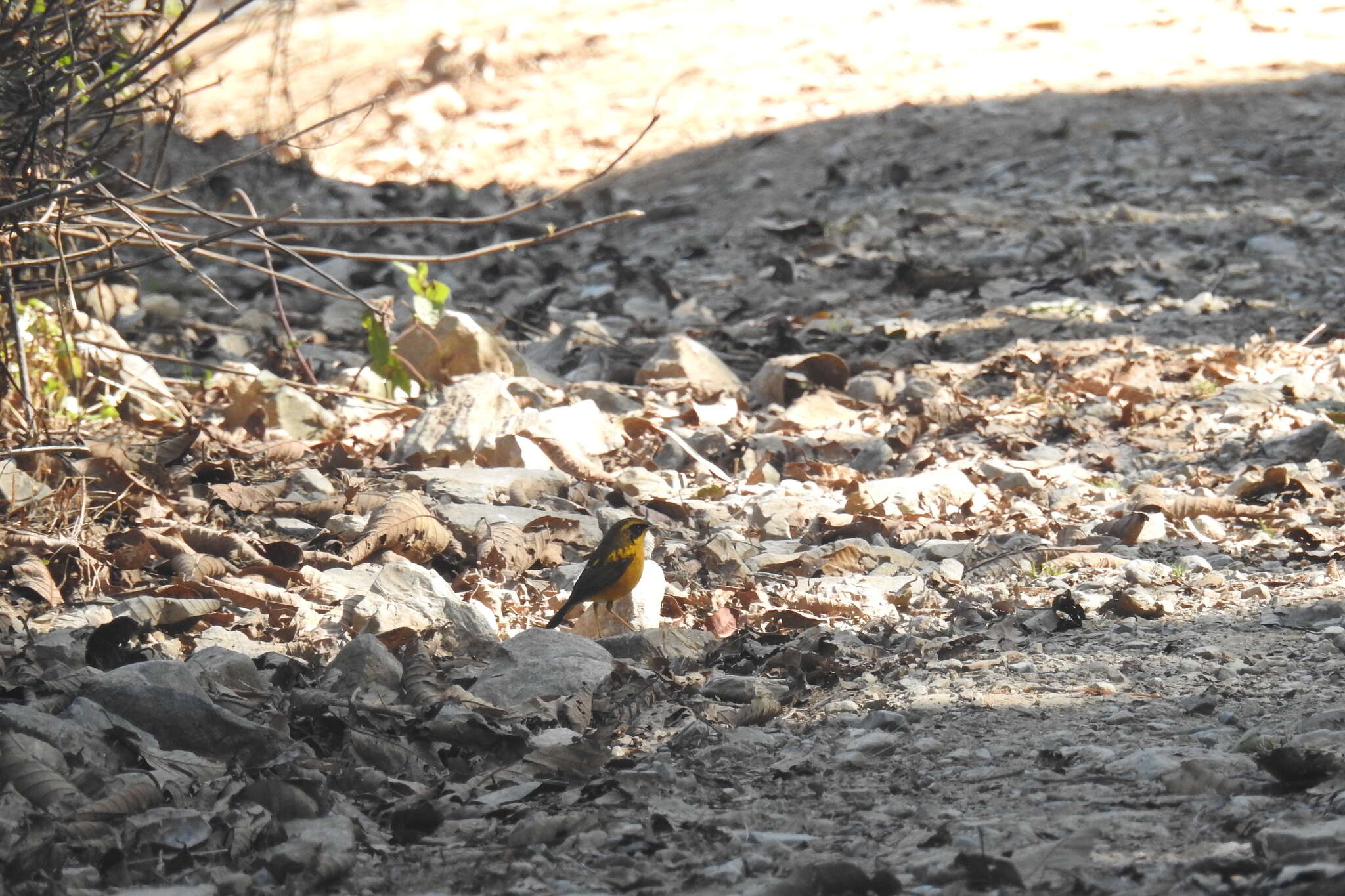 Image of Golden Bush Robin