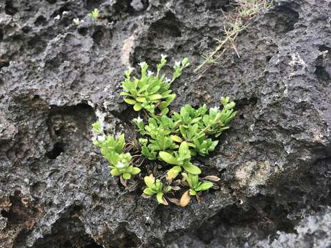 Image of Leptopetalum