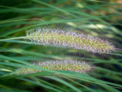 Imagem de Pennisetum alopecuroides