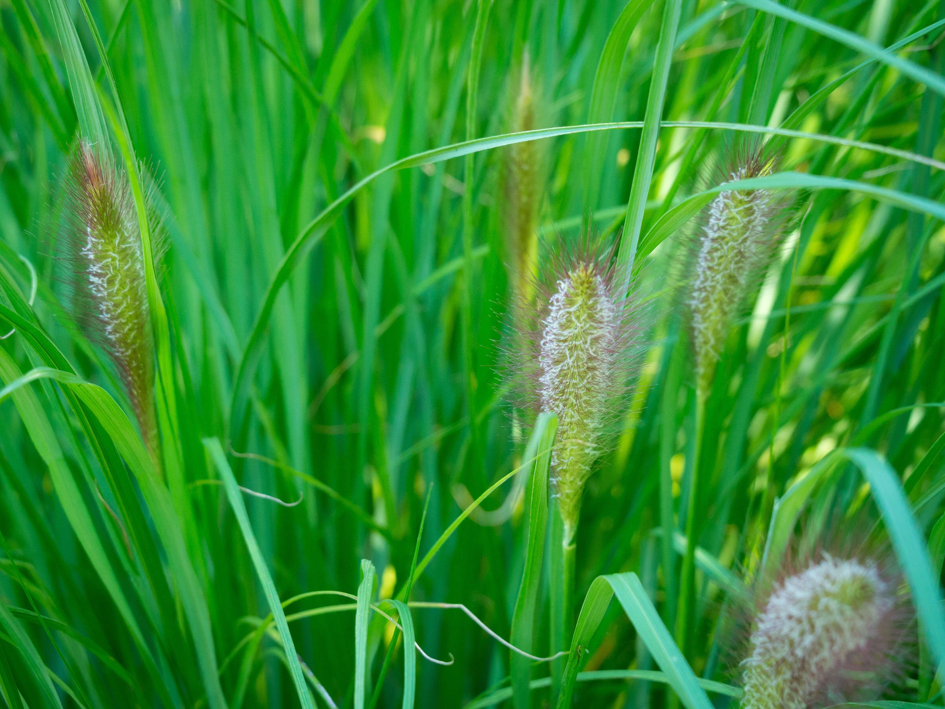 Imagem de Pennisetum alopecuroides