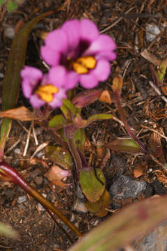 Image of Slender-Stem Monkey-Flower