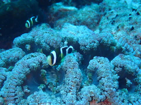 Image of Barrier Reef Anemonefish