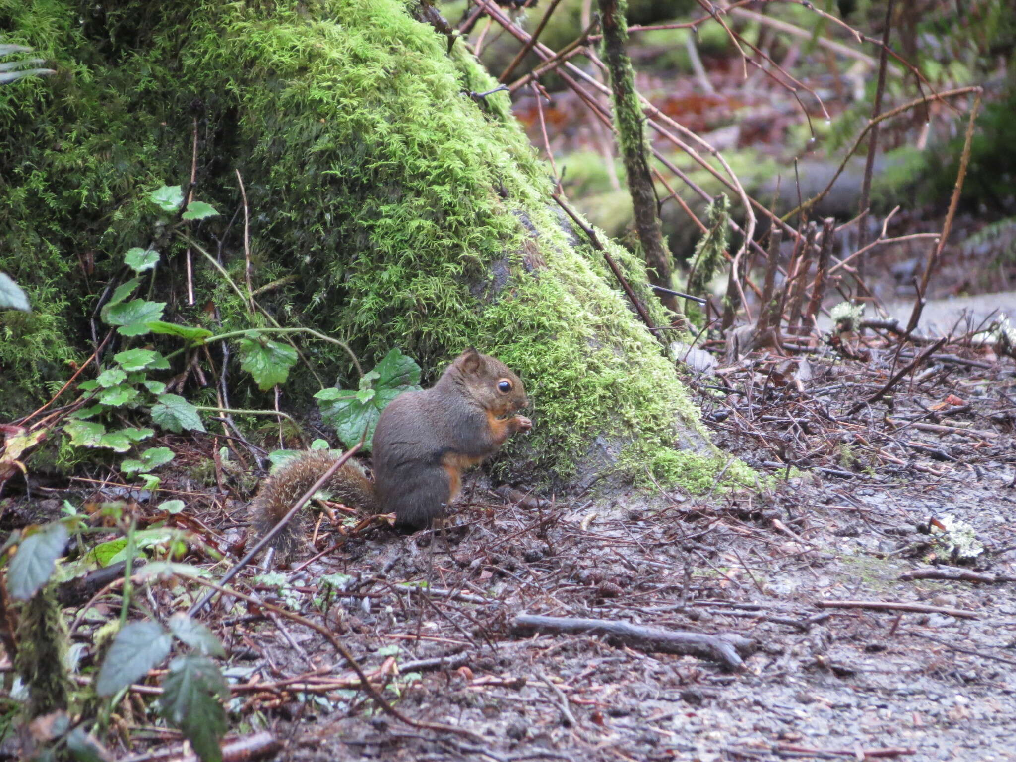 Image de Tamiasciurus douglasii (Bachman 1839)