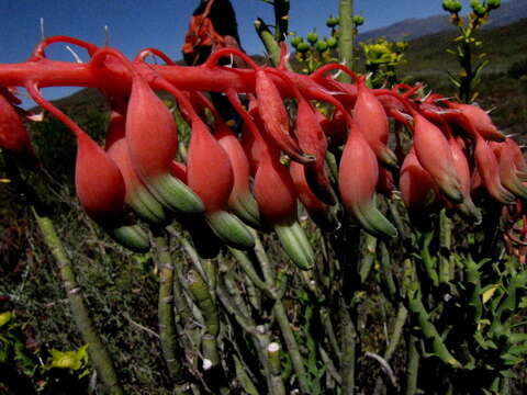 Image of Gasteria disticha var. disticha