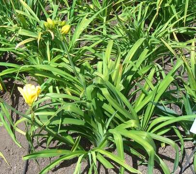 Image of lemon day-lily