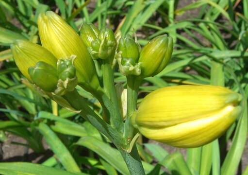 Image of lemon day-lily