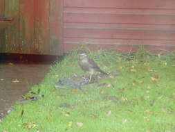 Image of Eurasian Sparrowhawk