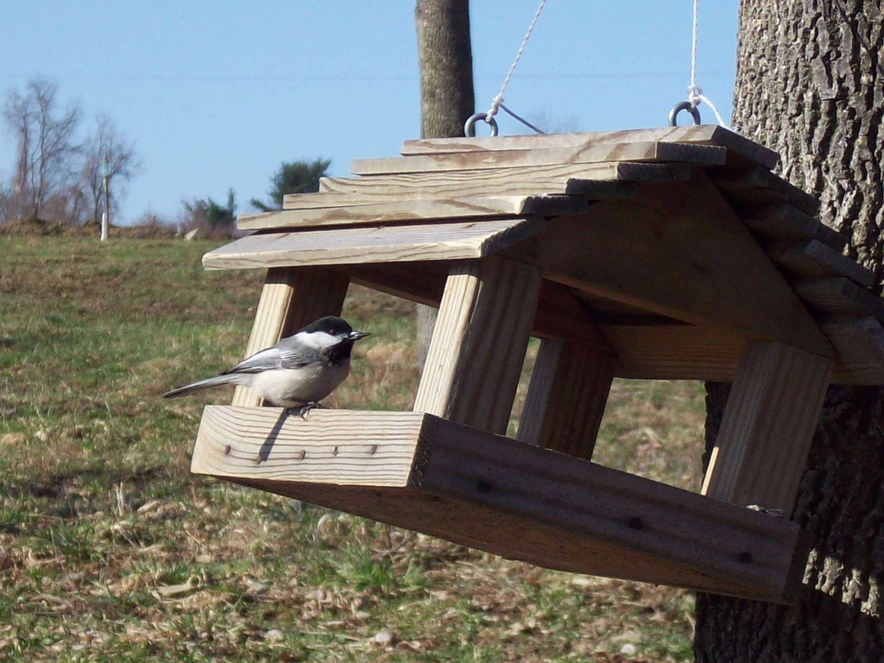 Image of Black-Capped Chickadee