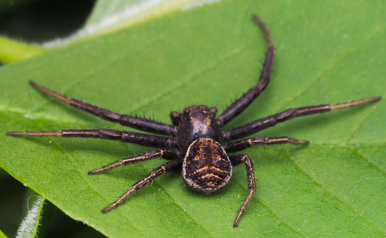 Image of Xysticus emertoni Keyserling 1880