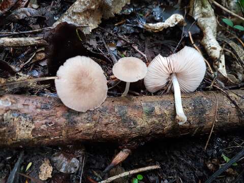 Image of Pluteus minor G. Stev. 1962