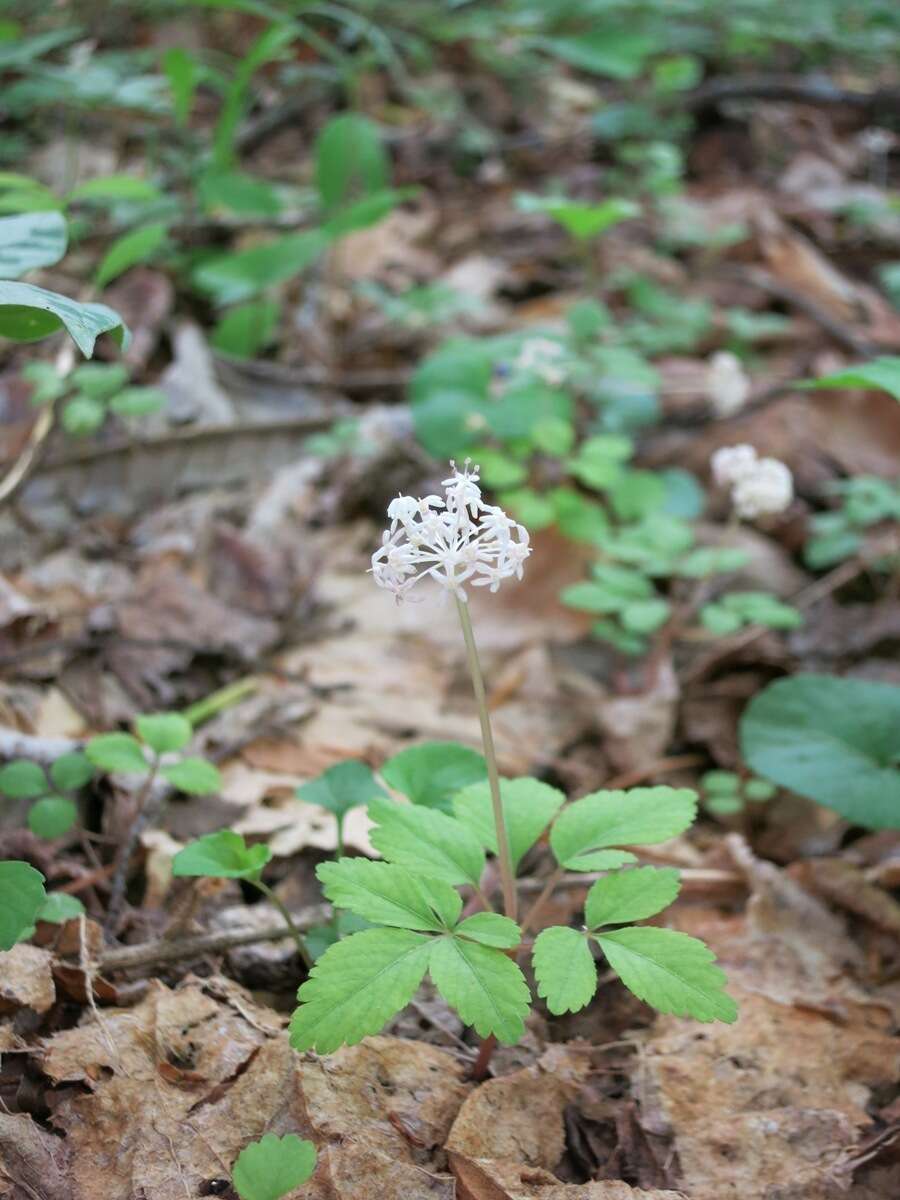 Image of dwarf ginseng