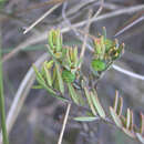 Image de Phyllanthus philippioides Leandri