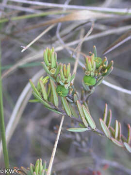 Image de Phyllanthus philippioides Leandri