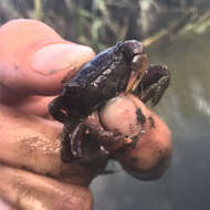 Image of heavy marsh crab