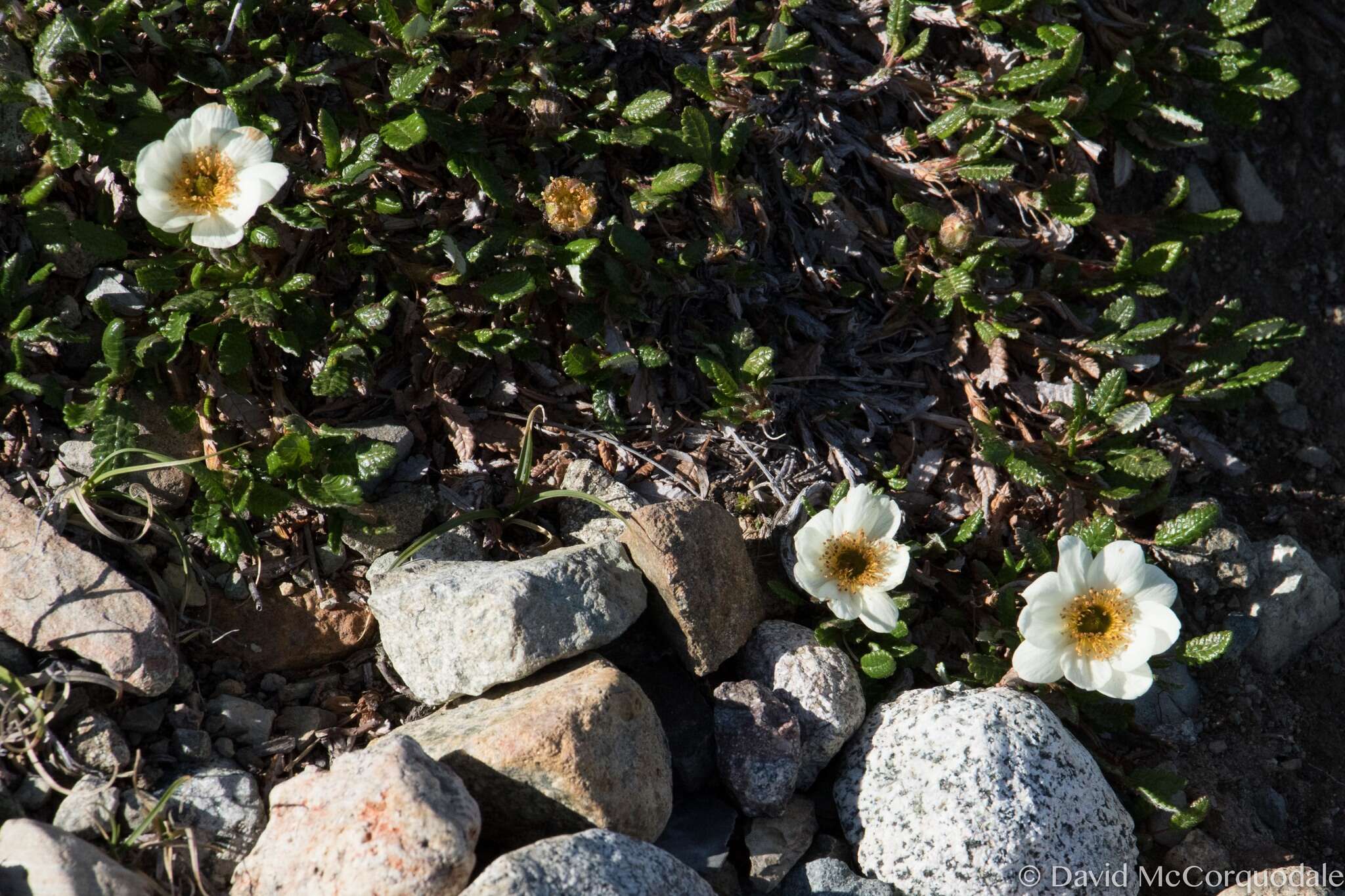 Imagem de Dryas octopetala subsp. hookeriana (Juz.) Hulten