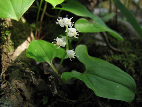 Imagem de Maianthemum dilatatum (Alph. Wood) A. Nelson & J. F. Macbr.