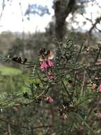 Image of Indigofera adesmiifolia A. Gray