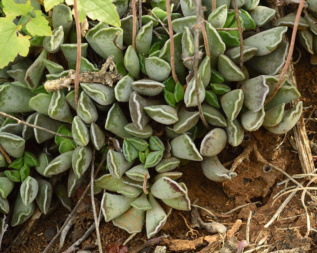 Image of Adromischus cooperi (Bak.) A. Berger