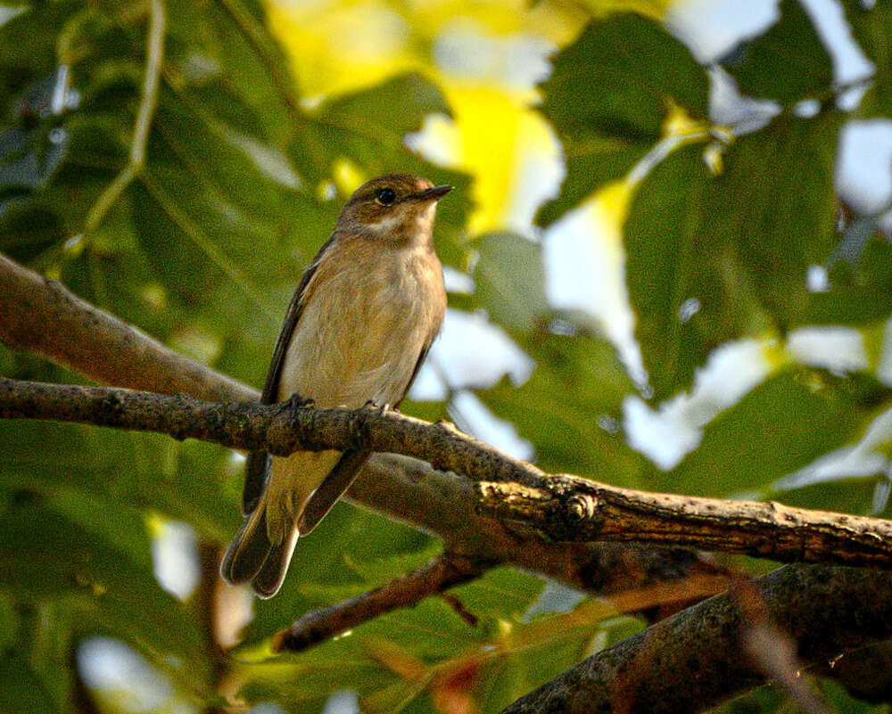 Image of Common Chiffchaff