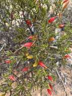 صورة Eremophila decipiens Ostenf.