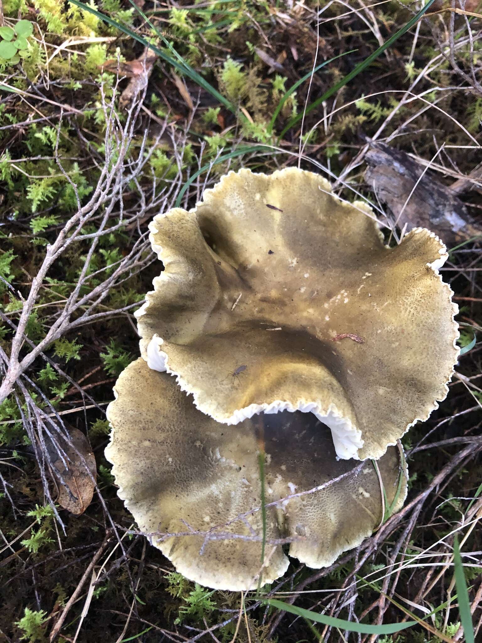 Tricholoma viridiolivaceum G. Stev. 1964的圖片