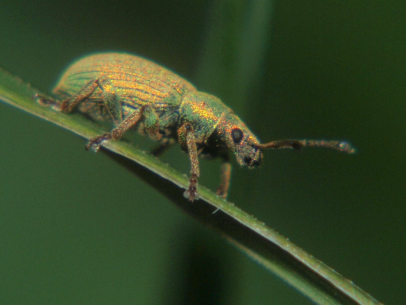 Imagem de Phyllobius (Parnemoicus) roboretanus Gredler 1882