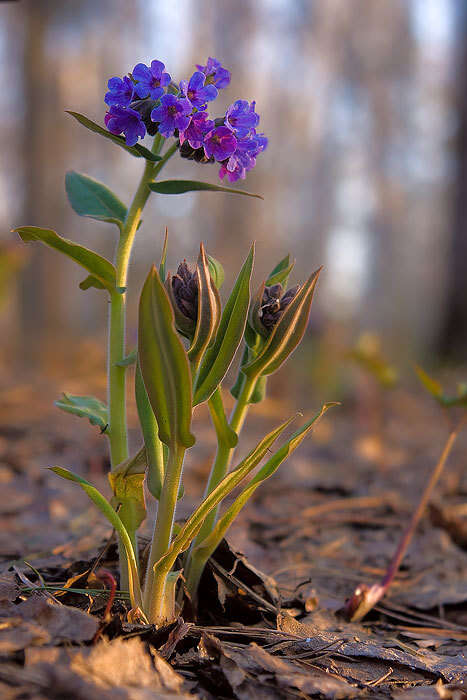 Image of Pulmonaria mollis Hornem.