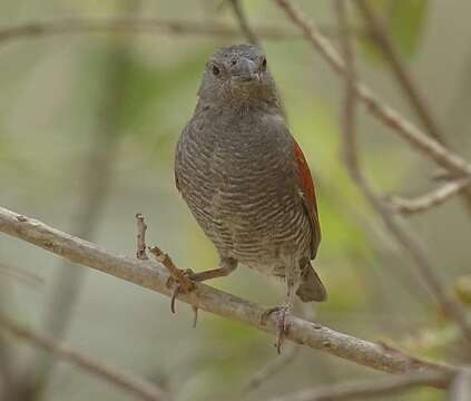 صورة Pytilia phoenicoptera Swainson 1837