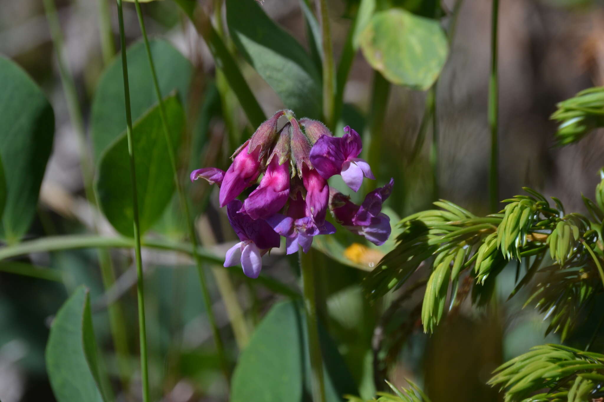 Image of beach pea