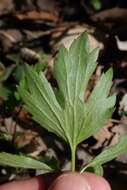 Ranunculus hispidus var. caricetorum (Greene) T. Duncan的圖片