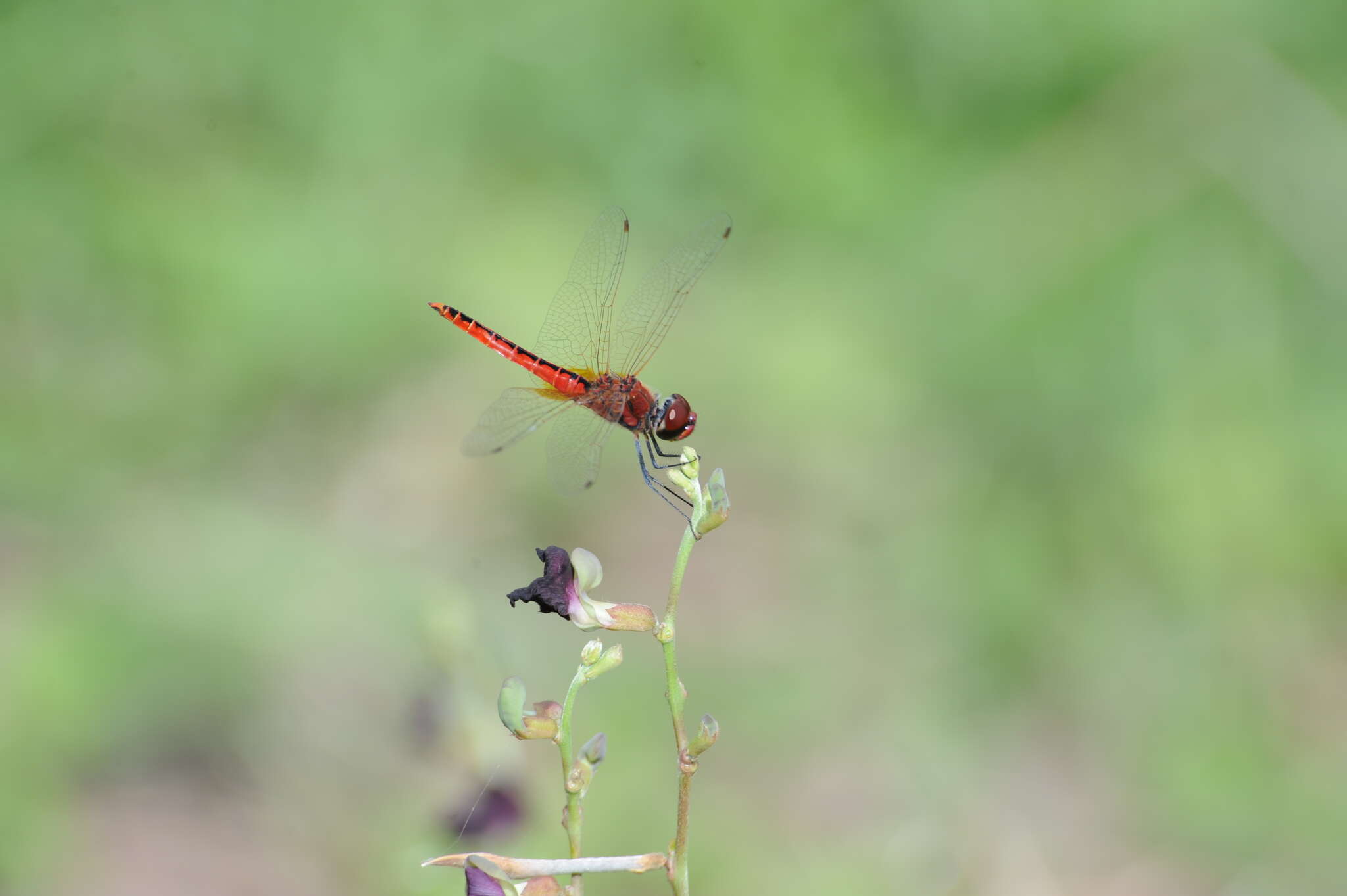 Image of Coastal Glider