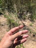 Image of sand dropseed