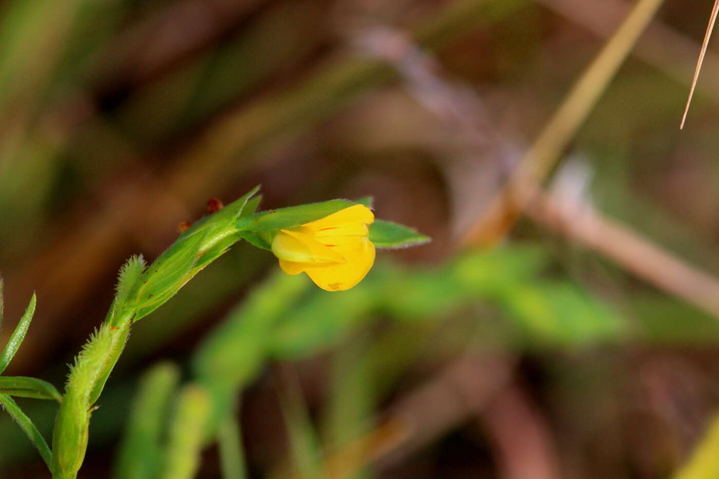 Image de Zornia linearis E. Mey.