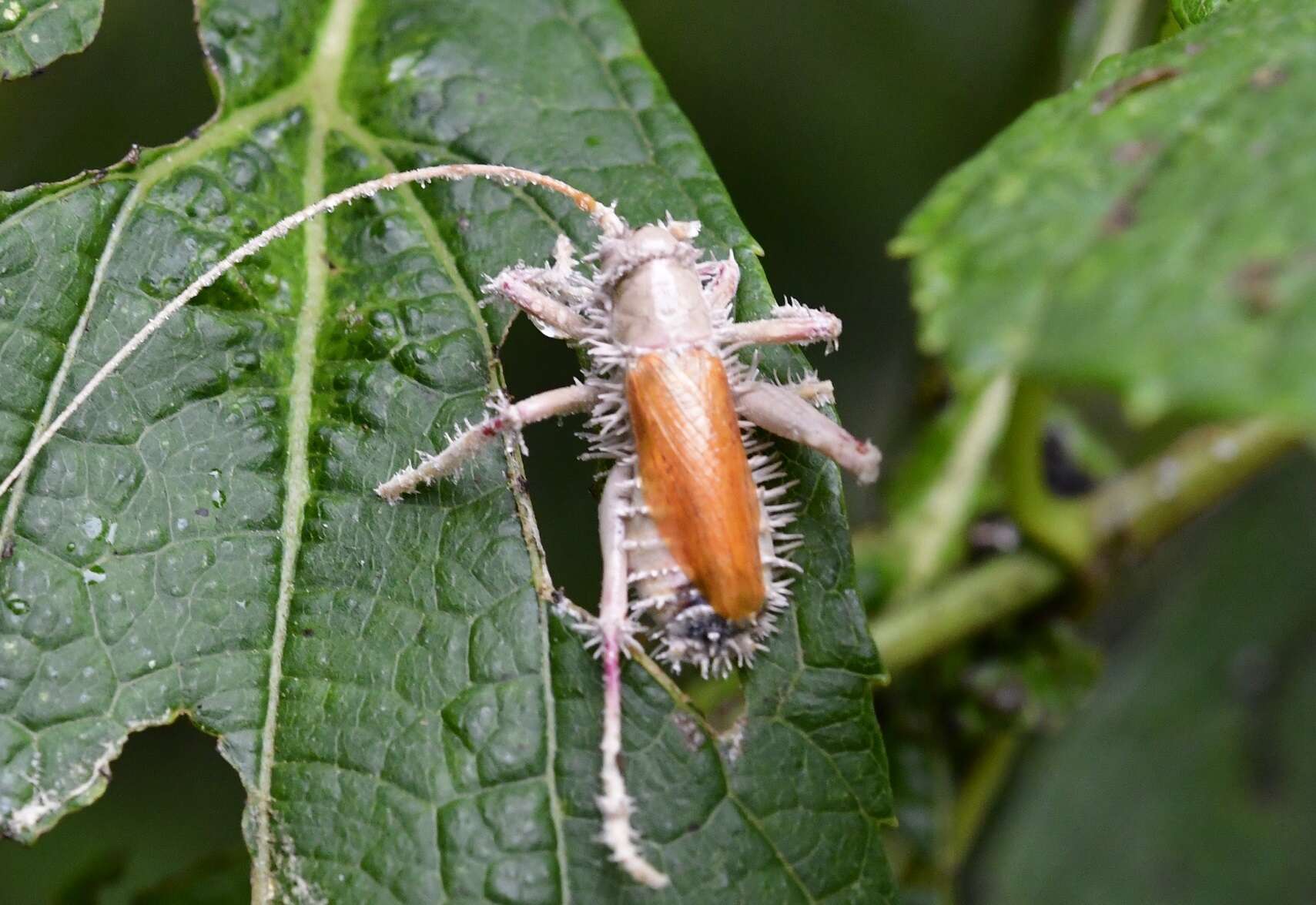 Image of Brachybaenus ablutus (Brunner von Wattenwyl 1888)