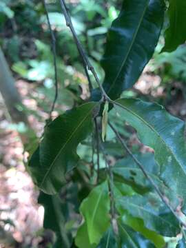 Ochna arborea var. oconnorii (Phill.) Du Toit的圖片