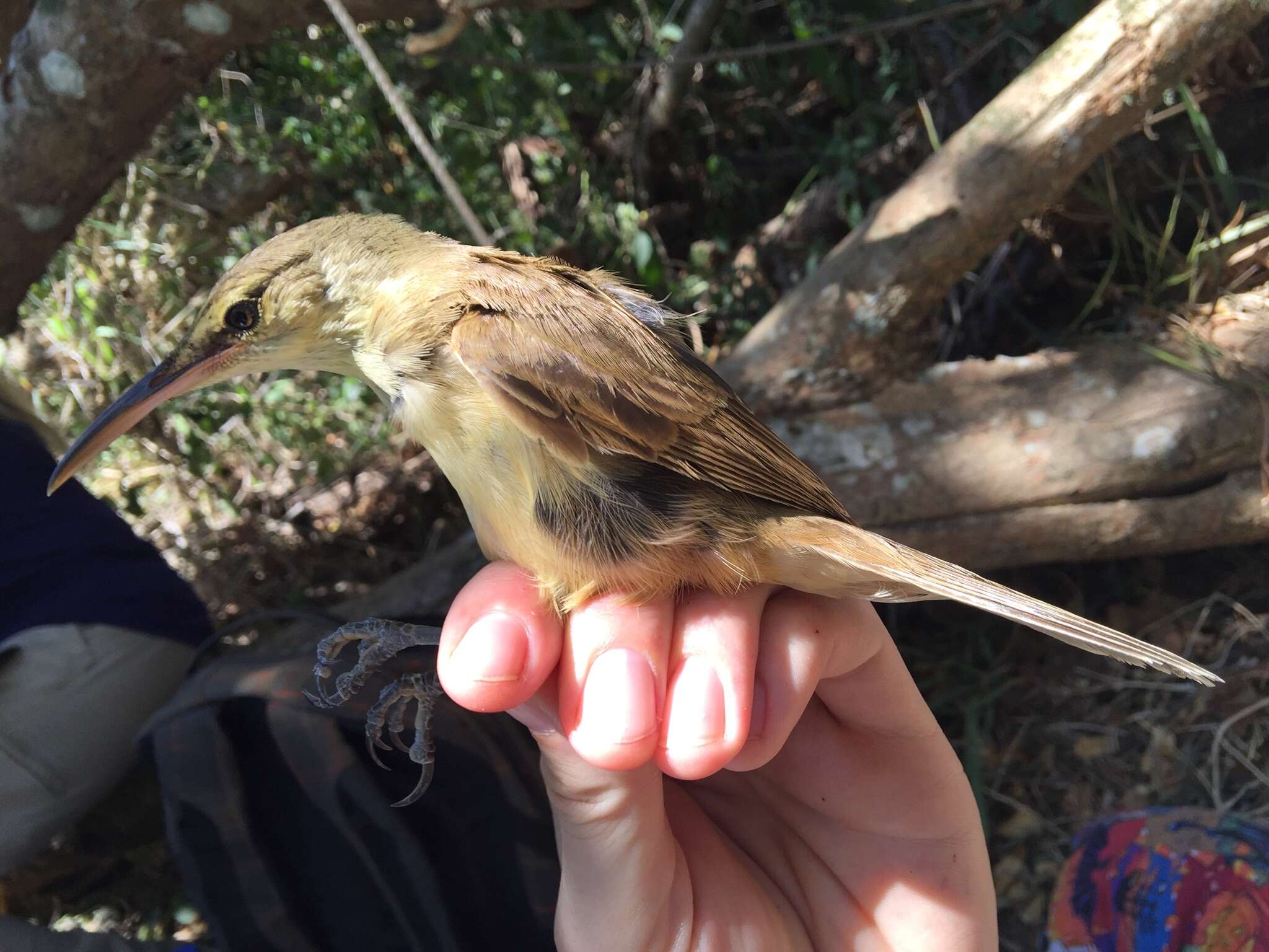 Image of Saipan Reed Warbler