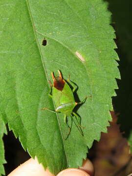 Acanthosoma labiduroides Jakovlev 1880 resmi