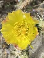 Image de Cylindropuntia californica var. delgadilloana (Rebman & Pinkava) Rebman