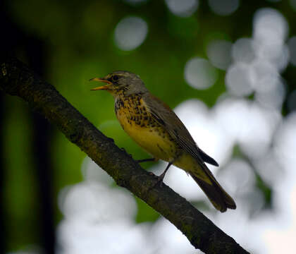 Image of Fieldfare