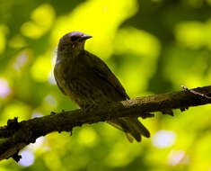 Image of Fieldfare